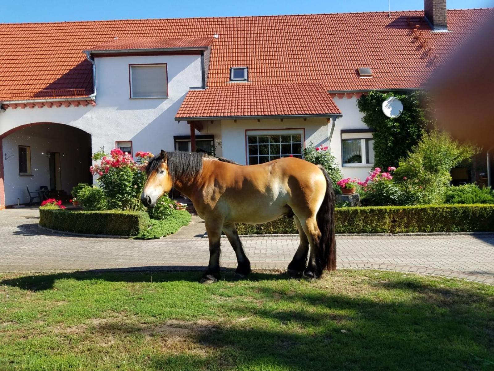 Top-Moderne Ferienwohnung Und Apartments Auf Frueherem Wunderschoenen Bauernhof Im Elbe-Elster-Kreis In Brandenburg Bei Herzberg-Elster, Schoenewalde, Holzdorf Schönewalde Exterior foto